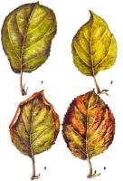 Определение недостатка питательных веществ по листьям: 1. Нормальный лист; 2. Недостаток азота; листья становятся сначала светло-зелеными, потом желтеют. 3. Недостаток калия. По краю листа появляется желтый ободок, постепенно ткани листа отмирают, лист засыхает; 4. Недостаток фосфора: лист становится пятнистым, красноватым или красно-фиолетовым 