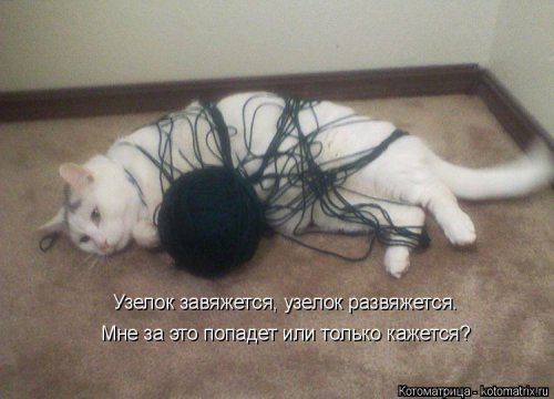 Новая котоматрица для всех (20 шт)