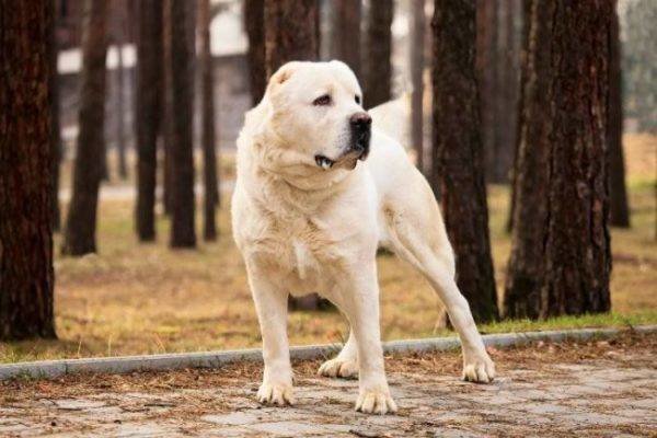 Алабай больших, бульдог, до маленьких, питомец, породы, собак, такса