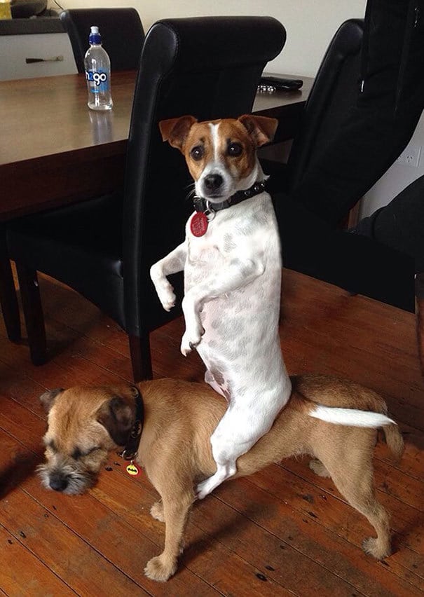 Ever Since My Boss Got A New Puppy, The Other Two Have Been Fighting To Get Attention Ever Since My Boss Got A New Puppy, The Other Two Have Been Fighting To Get Attention