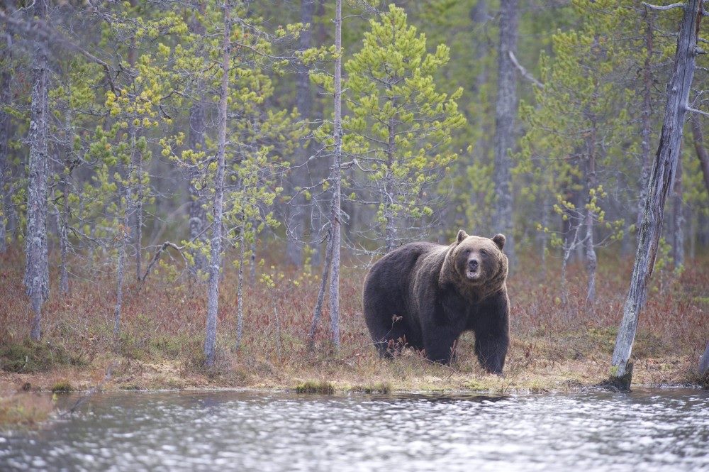 Картинки по запросу охота на медведя