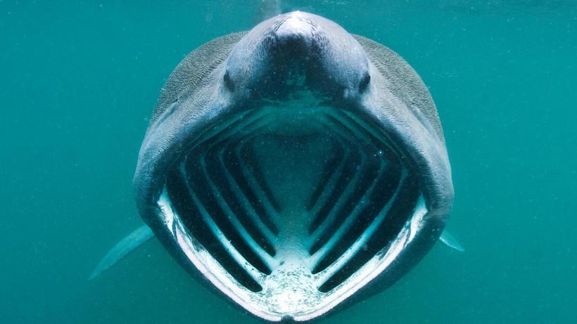 Гигантская акула: самое безобидное чудовище Мирового океана животные,природа,Путешествия,фото