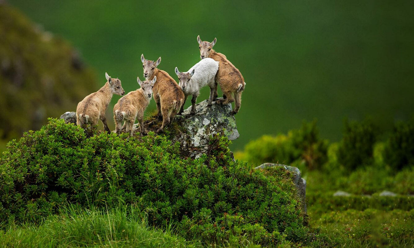Козлики на зеленом склоне холма в Альпах