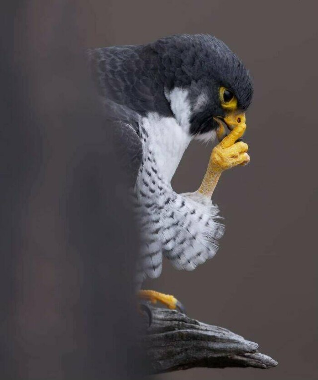 Очарование животных: моменты, которые заставляют улыбаться  