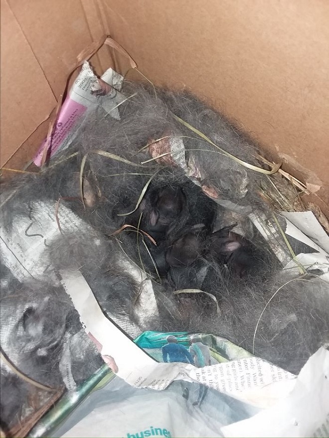 Кроличье гнездо 