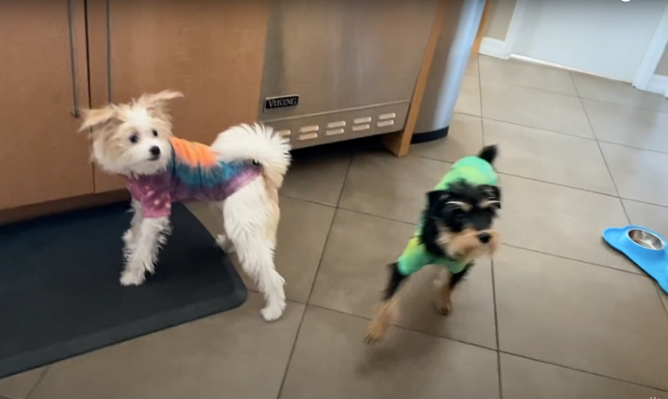 25 способов провести изоляцию по примеру зарубежных звезд: арт-терапия Кэти Холмс, эксперимент Джима Керри и другие 25 способов провести изоляцию по примеру зарубежных звезд: арт-терапия Кэти Холмс, эксперимент Джима Керри и другие Звезды,Новости о звездах