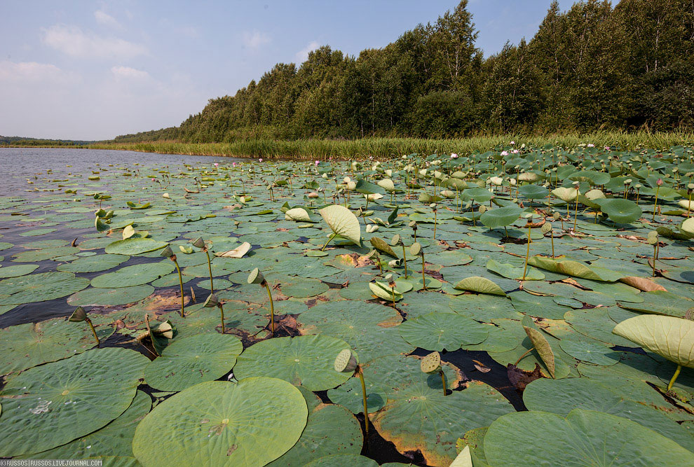 Хинганский заповедник на Дальнем Востоке Хинганский заповедник на Дальнем Востоке Путешествия,фото