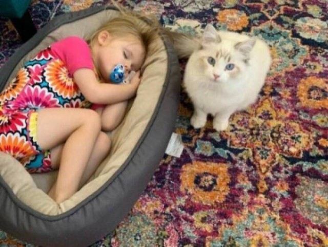 Прикольные картинки и мемы с котофеями : «Человек, я дома!»  