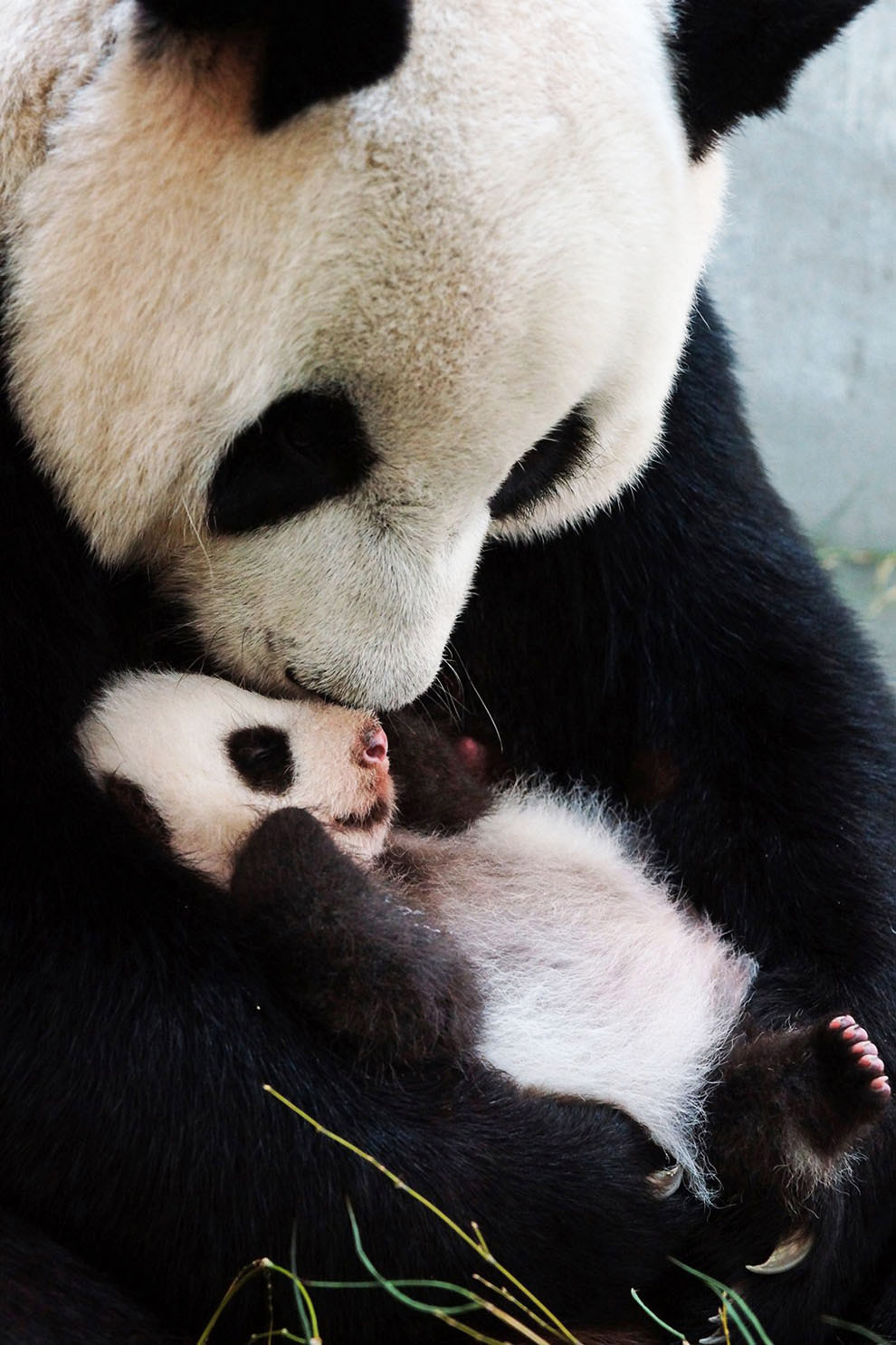 Panda loves. Панда с детёнышем. Сумчатая Панда. Большая Панда Детеныши. Панды с малышом.