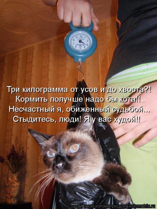 Свежая котоматрица (26 фото)