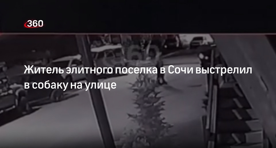 Источник 360.ru: в поселке Красная Поляна мужчина выстрелил в собаку на улице