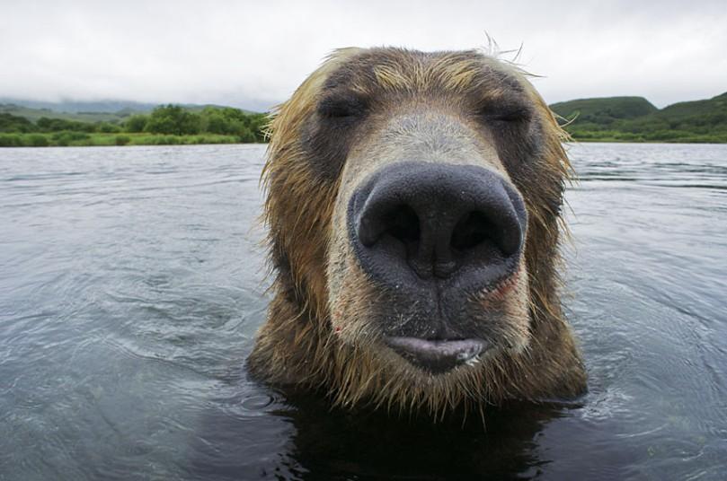 Охота бурых медведей на лосось на Дальнем Востоке России мир,путешествия,Россия,самостоятельные путешествия