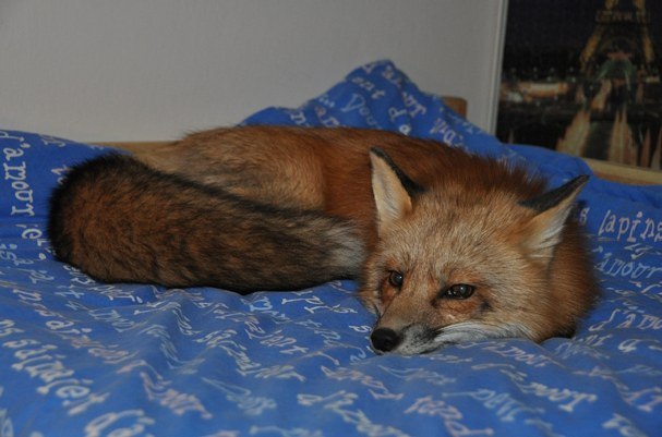 Парень спас лису от гибели, и вот какой она стала