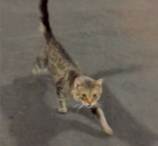 Бездомный котик подошел к девушке и дал понять, что больше не хочет жить на улице