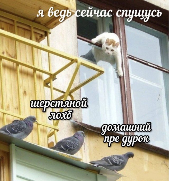 Смешные картинки с надписями и физика для чайников Смешные картинки с надписями и физика для чайников