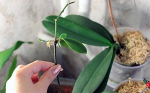 разведение орхидеи
