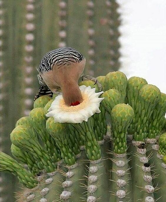 25 фото кактуса, за который вас посадят на 25 лет 25 фото кактуса, за который вас посадят на 25 лет интересное