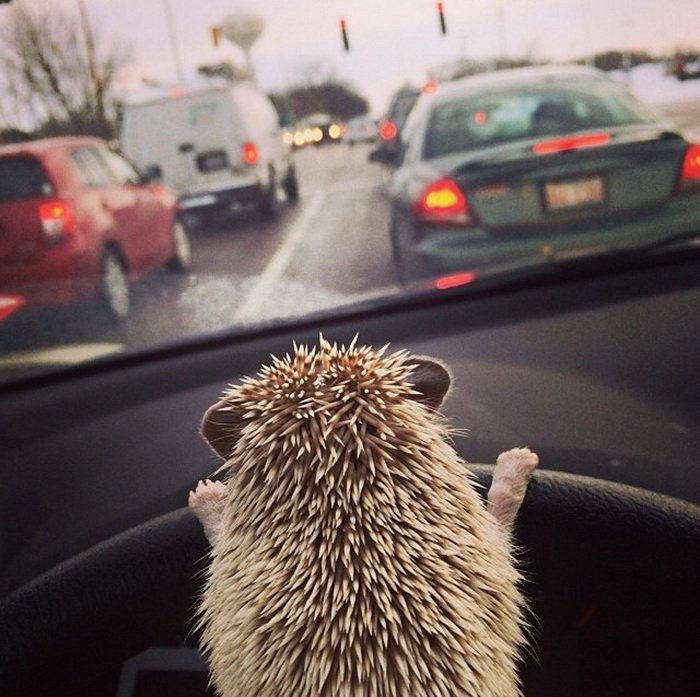 Cute Hedgehog