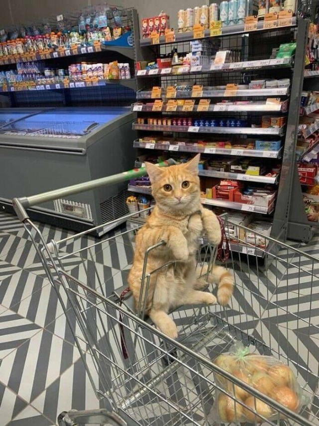 Очарование животных: моменты, которые заставляют улыбаться  