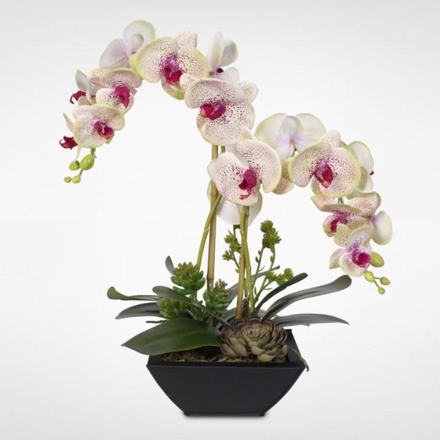 Орхидея Фаленопсис (Phalaenopsis)