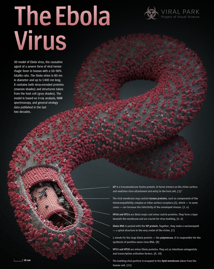 Вирус Эбола - лихорадка EbolaVirus