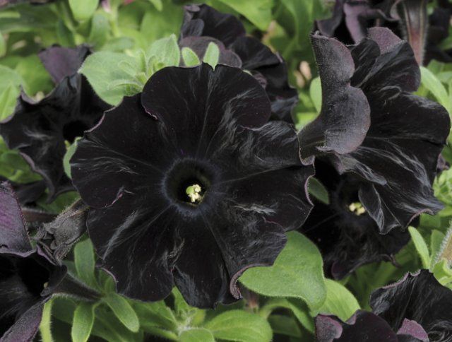 10 растений с черными цветами, которые можно вырастить в саду отличается, растение, можно, найти, этого, цвета, Цветок, темными, «Черный, черными, цветы, очень, сложно, растения, лепестками, лепестки, георгин, появляются, семена, сорта