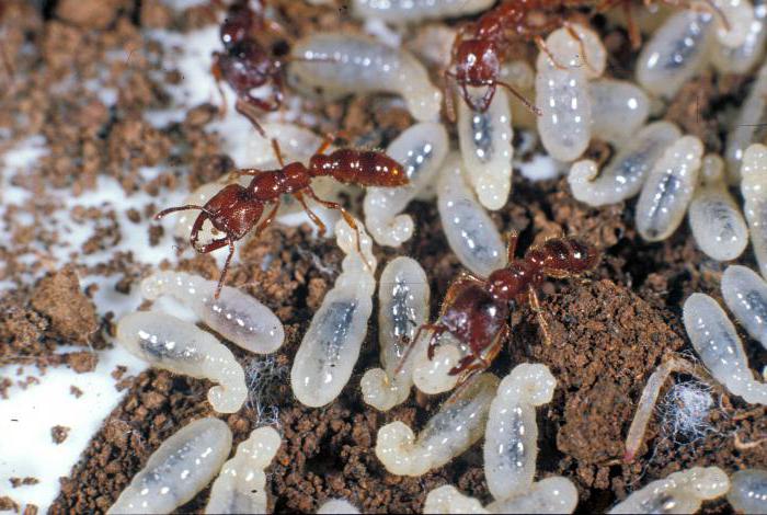 Четыре стадии развития муравья: полное превращение