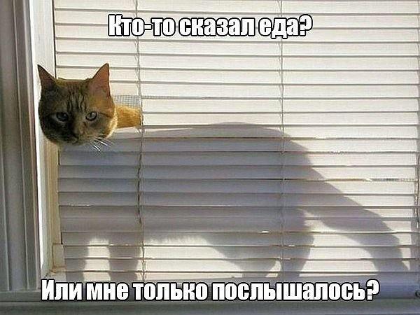 Подборка веселых картинок и фотографий с надписями про котиков