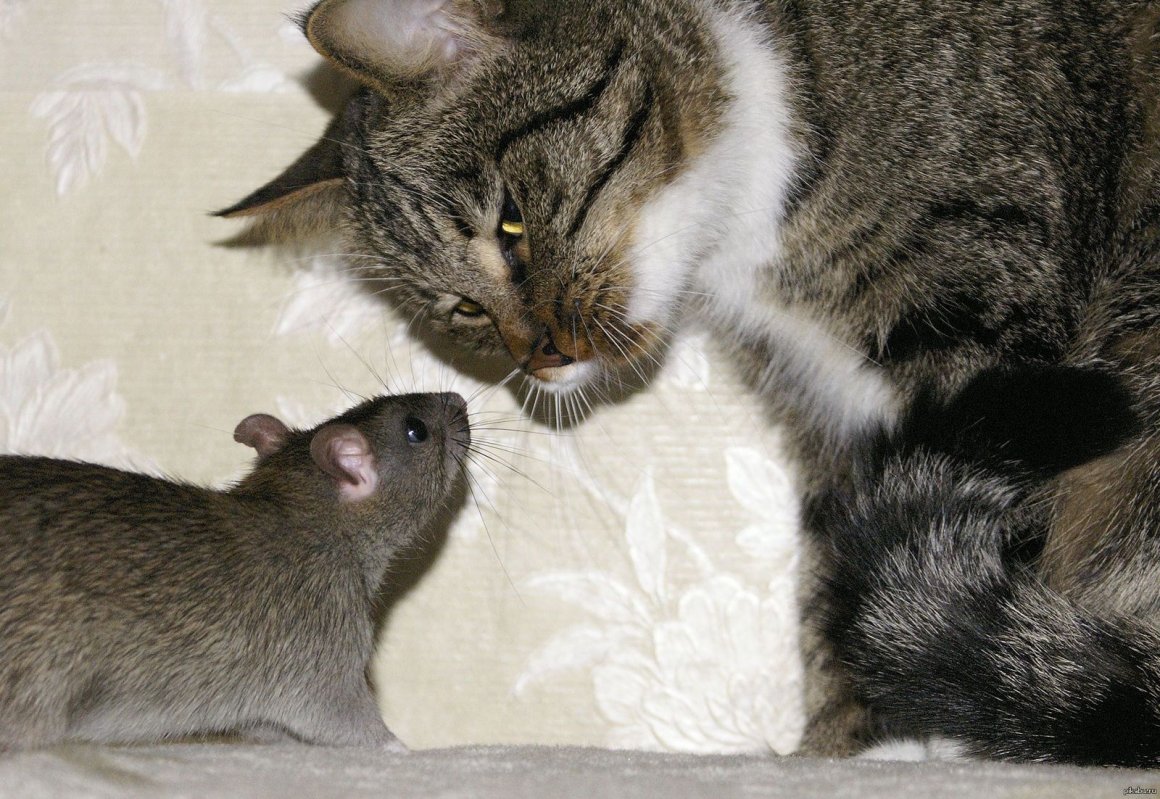 Реклама Реклама Крысяпа и Алиска