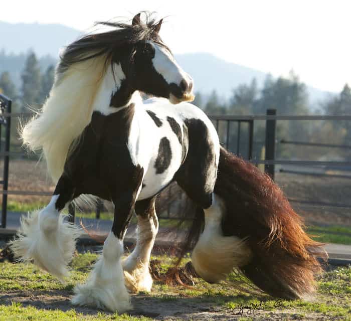 S D Patrick, Gypsy Stallion
