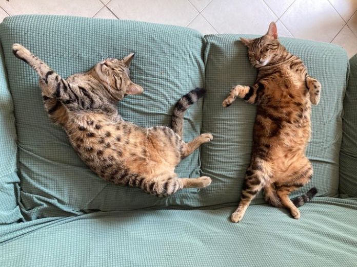 Без кота и жизнь не та