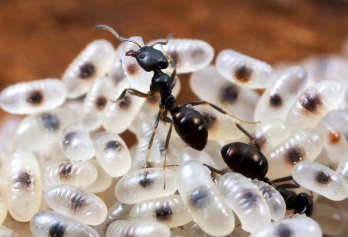 Четыре стадии развития муравья: полное превращение