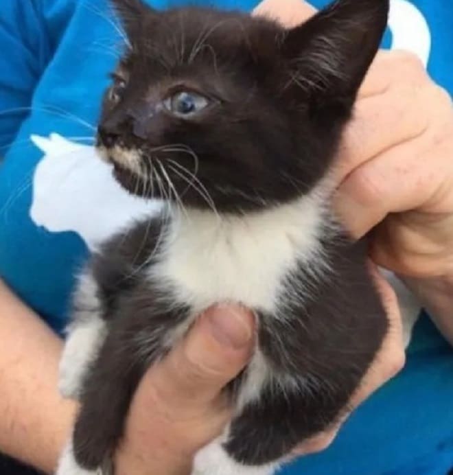 Котенок на руках