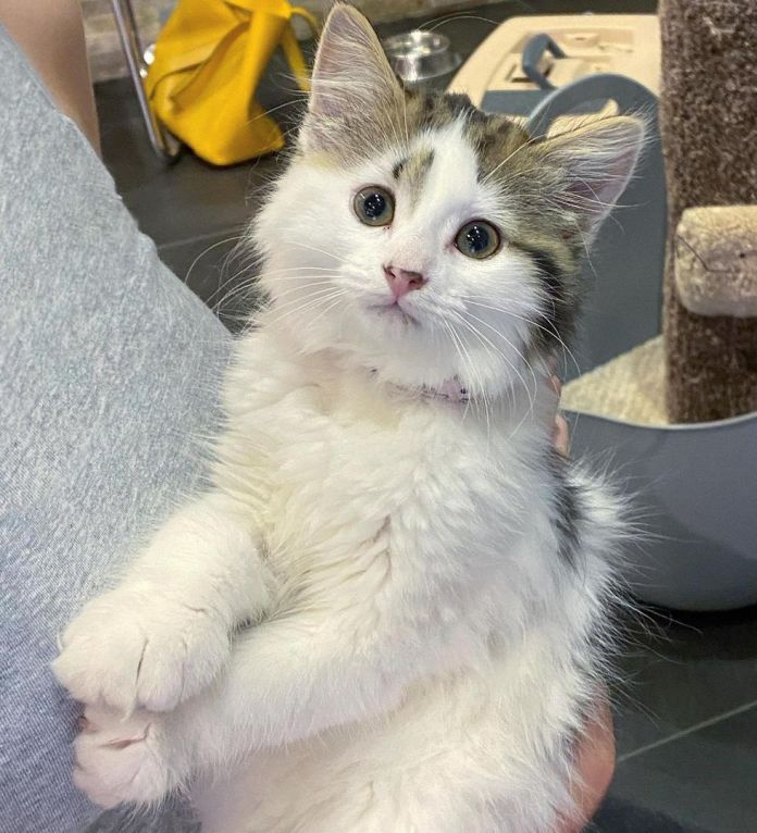 Без кота и жизнь не та