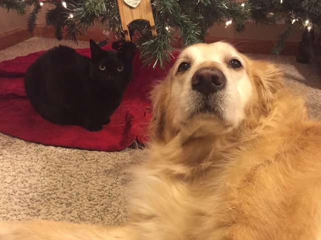 кот и собака под елкой