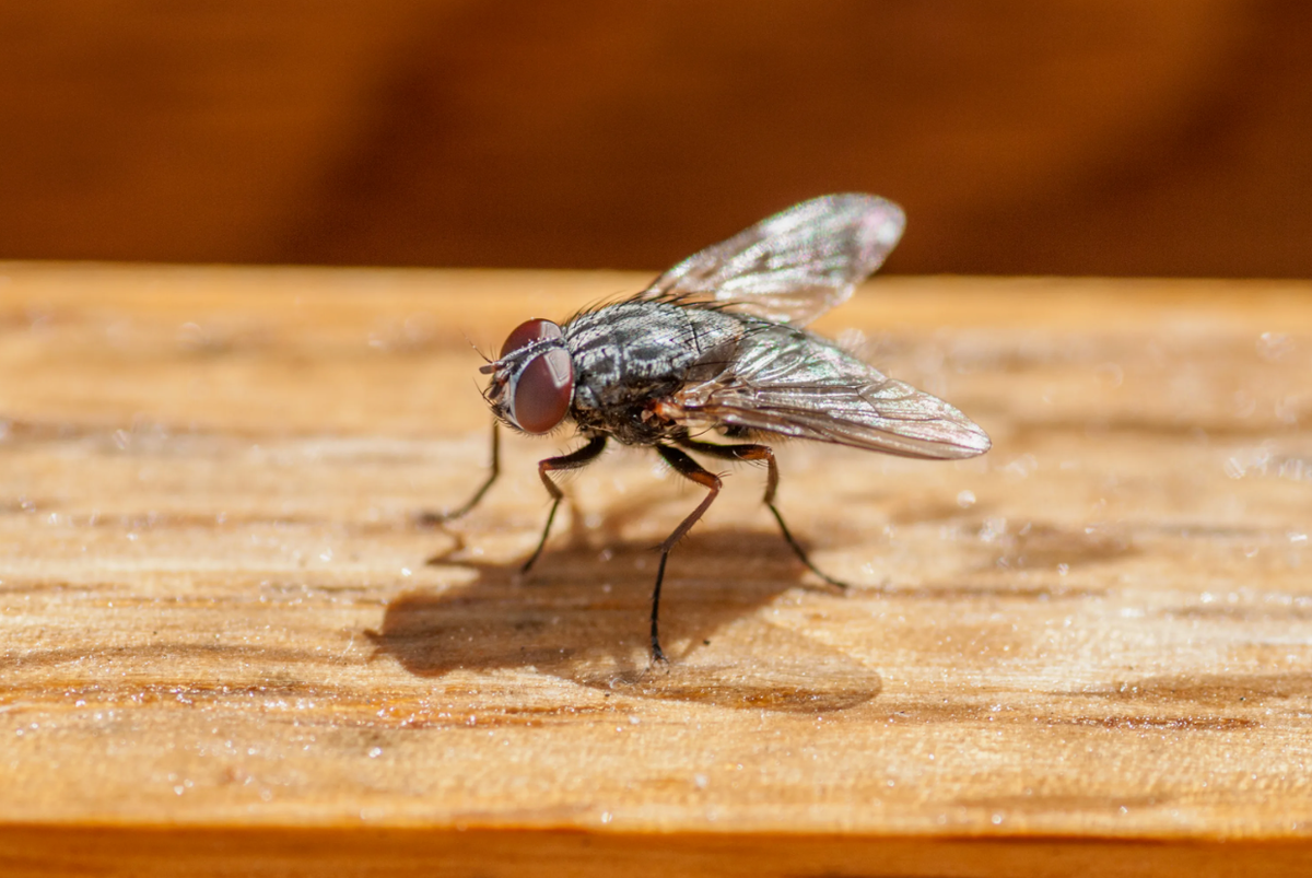 Вот почему мух надо сразу прогонять. Как на самом деле едят эти насекомые насекомые,наука