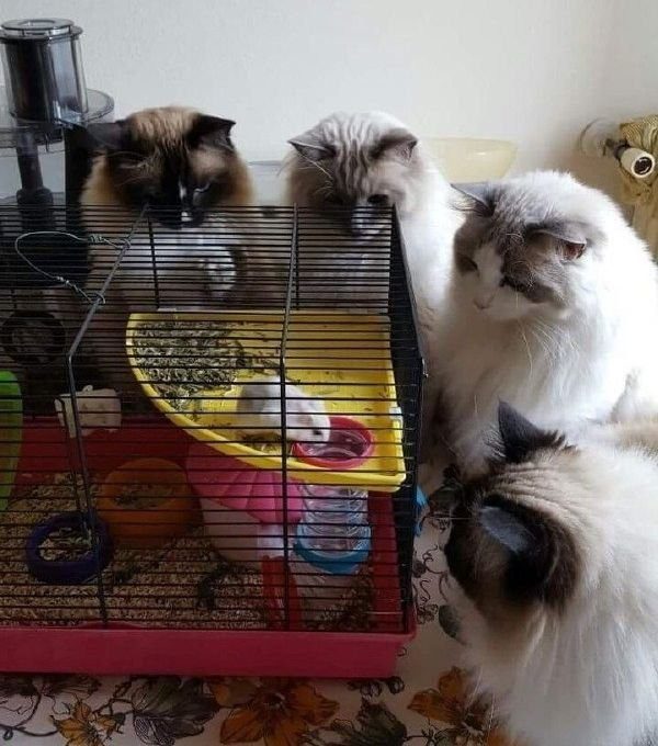 Животные, которые заставят вас улыбнуться