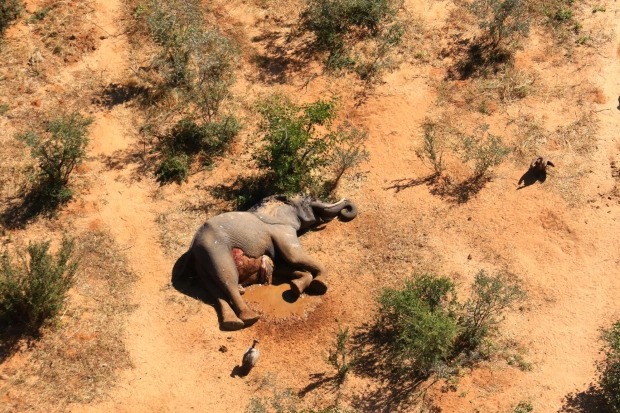Кошмар в Ботсване: погибли более 350 слонов жизнь,история,курьезы,мир,природа