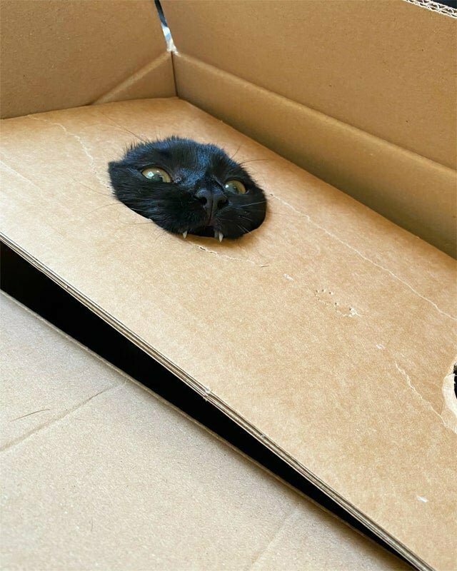 Забавные фото животных, которым ну очень хочется укусить 