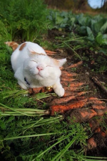 Коты в саду и на даче. 20 смешных, удивительных и просто няшных фото Коты в саду и на даче. 20 смешных, удивительных и просто няшных фото кошки, Только, кошка, хозяйка, цветы, вместо, мышей, этого, совершенно, котов, показать, вредителями, кошек, просто, чудеса13А, знаете, почему, некоторые, стремятся, залезть