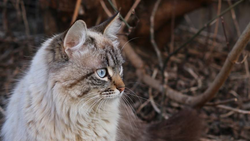 Маска из TikTok превратила домашнего кота в уменьшенную версию тигра