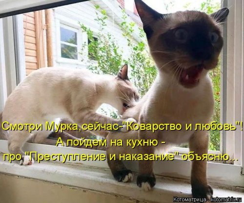 Новая котоматрица для хорошего настроения  