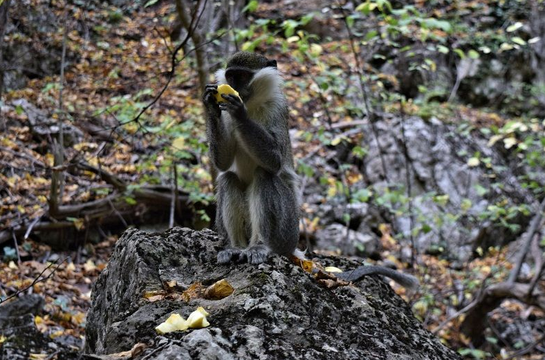 Дикие обезьяны в крымском лесу - правда или выдумка Дикие обезьяны в крымском лесу - правда или выдумка