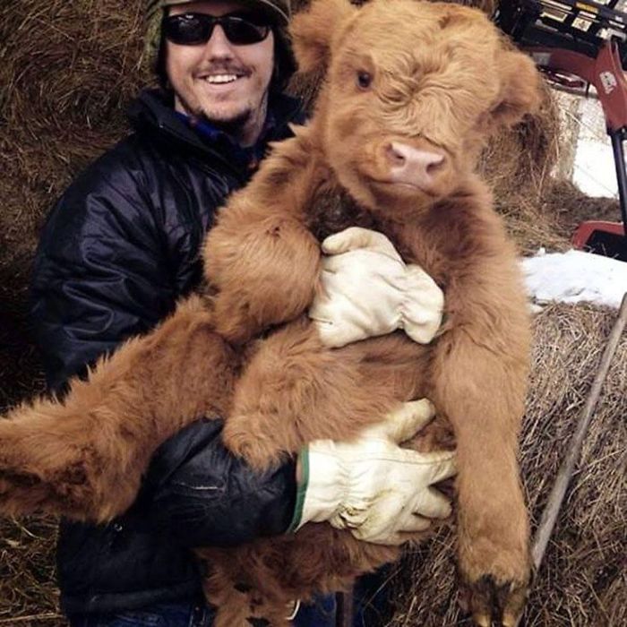 Cute-Baby-Highland-Cattle-Calves