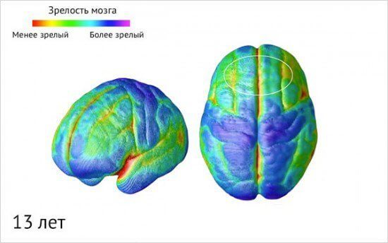 Как созревает детский мозг: что важно знать о этапах развити ребенка