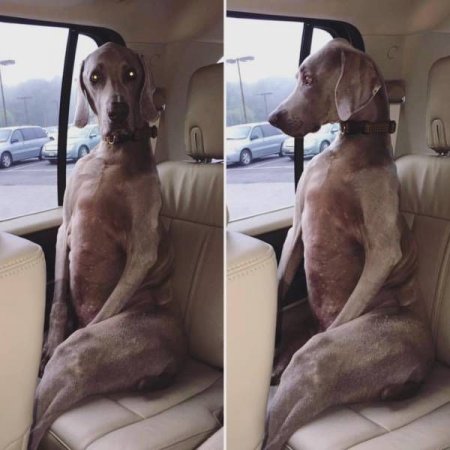 Прикольная фотоподборка (55 фото)