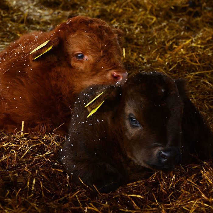 Cute-Baby-Highland-Cattle-Calves