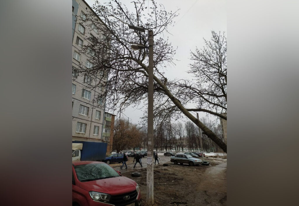 В Рязани над пешеходной дорожкой к детскому саду повисло дерево