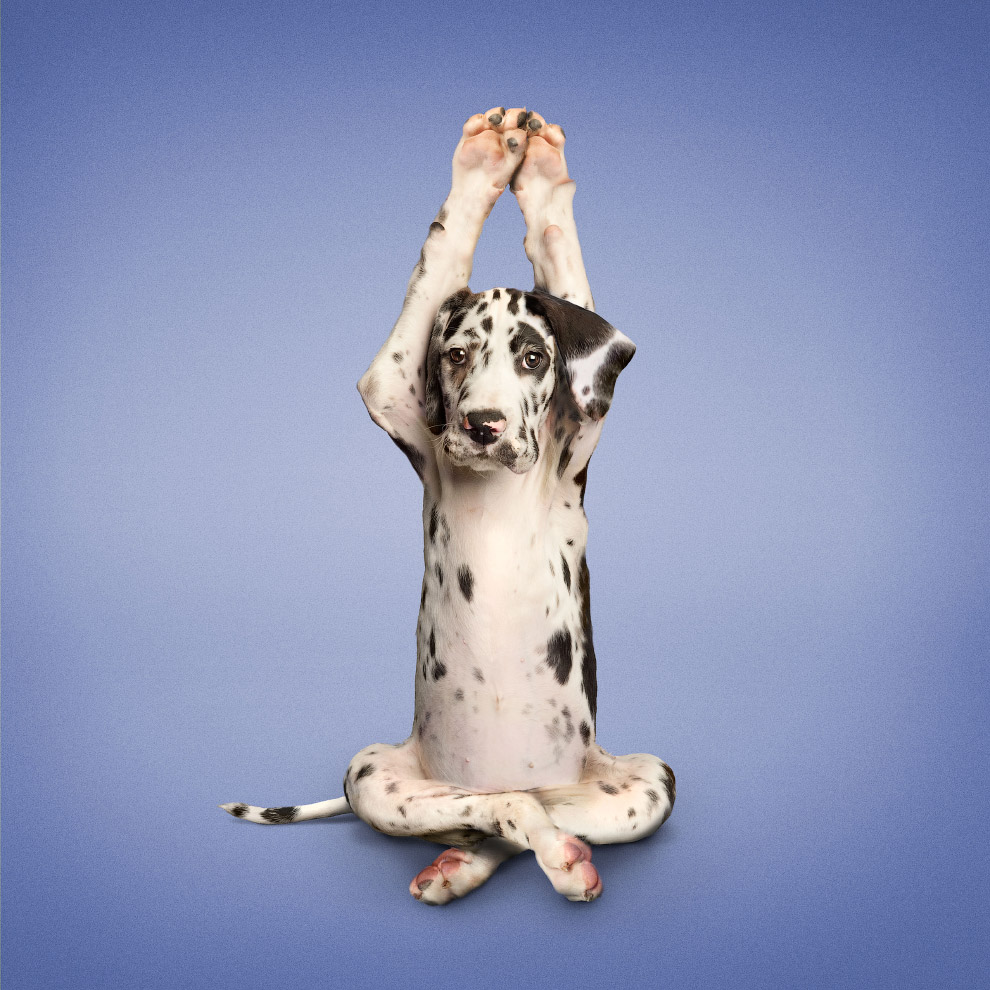 Yoga animals