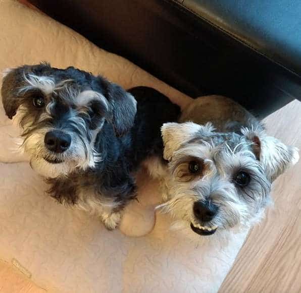 Поддерживая сестренку в очередной шалости, пёс протянул ей лапу помощи